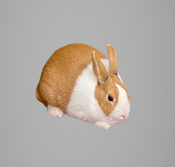 Recognized Varieties — dutchrabbit.com